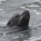 California sea lion