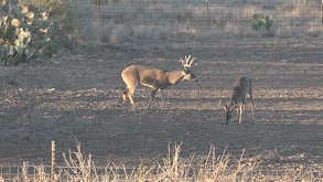 McLean Bowman Ranch thumbnail