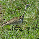 Black bellied bustard