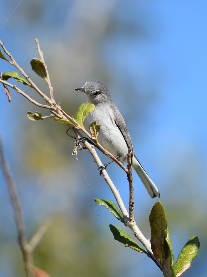 Blue-gray Gnatcatcher