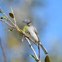 Blue-gray Gnatcatcher