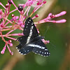 Pure-banded Dartwhite