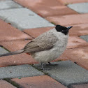 Sooty-headed Bulbul