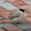 Sooty-headed Bulbul