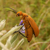 Brown Blister Beetle