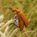 Brown Blister Beetle