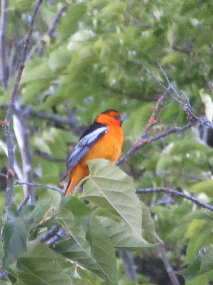 Bullocks Oriole