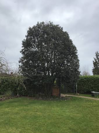 Holm oak crown lift and formative prune  album cover