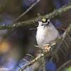 Golden-crowned Kinglet