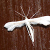 Plume Moth