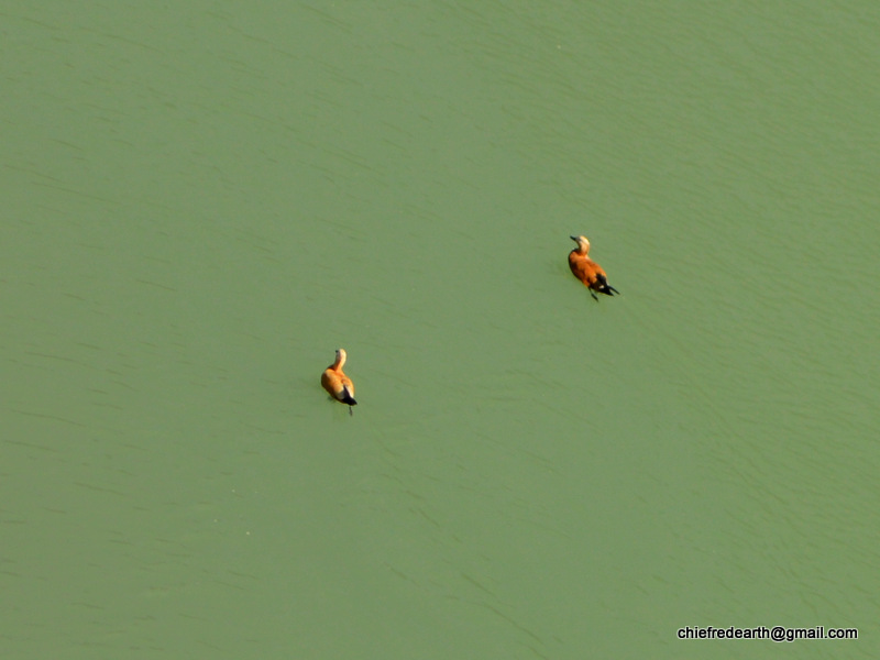 ruddy shelduck