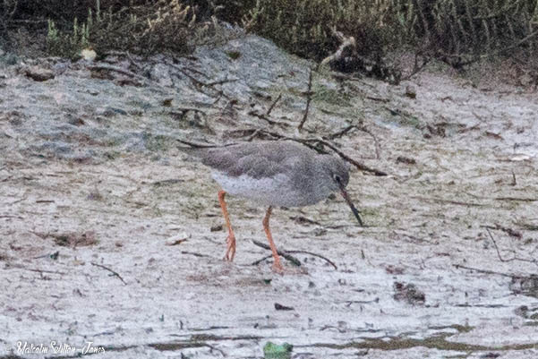 Redshank