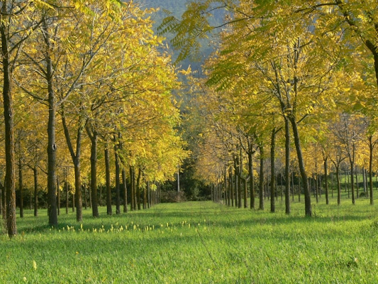 Schegge di luce di aleburac