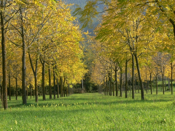 Schegge di luce di aleburac