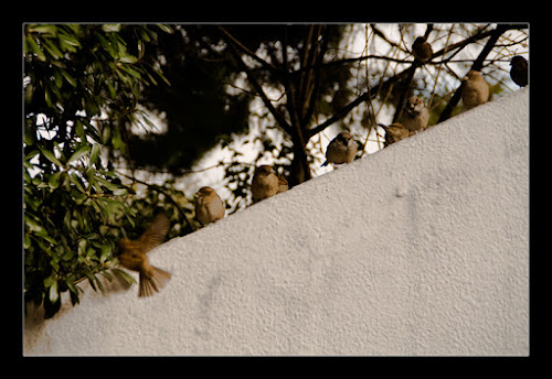 For the birds di Frisonfotografia