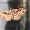 Bent-line Carpet Moth