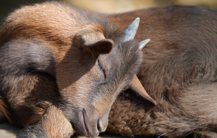 Baby goat sleeping small promo image