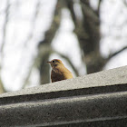 Hermit thrush