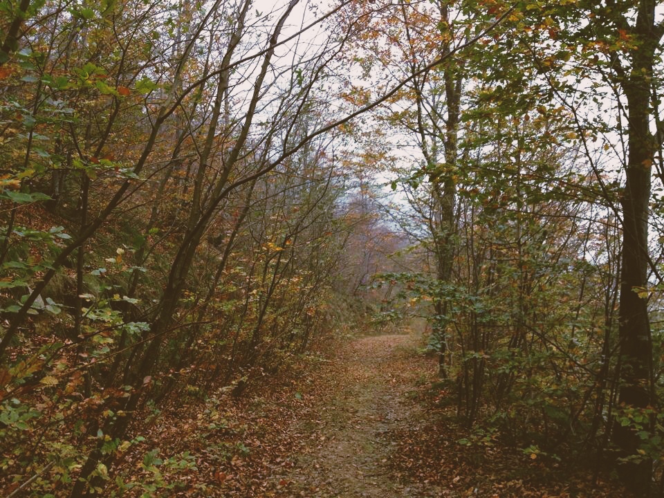 La Strada nel Bosco di Jasmine82