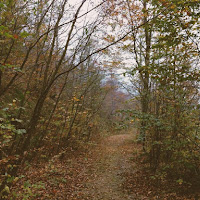 La Strada nel Bosco di 