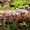 Jellied Bird's Nest Fungus