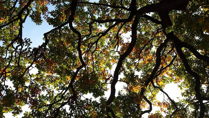 Quercia Autunnale di valeninny