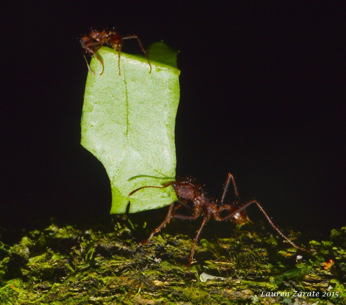 Leaf Cutter Ant