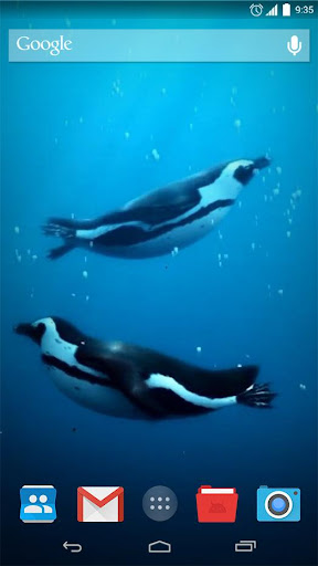 Swimming Penguins Live