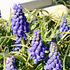 Grape Hyacinth