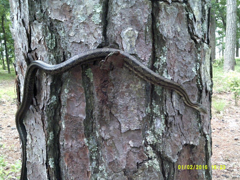 Greenish Rat Snake