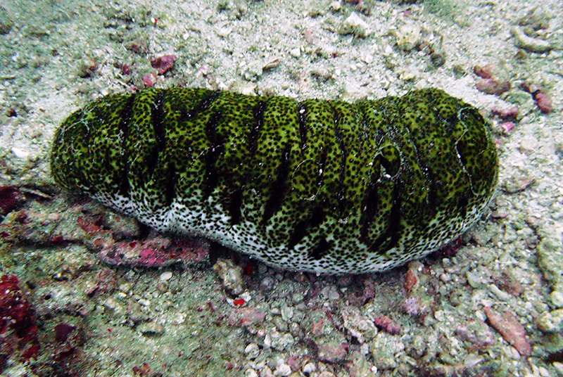 Elephant trunkfish