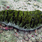 Elephant trunkfish