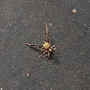 Hairy-armed Jumper