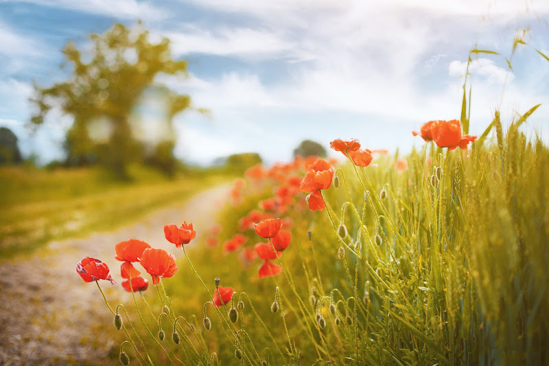 Fiori di maggio... di instamrc