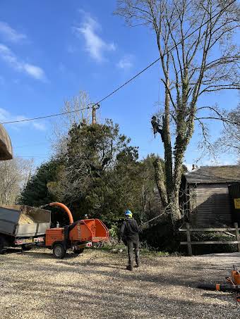 Tree surgery  album cover