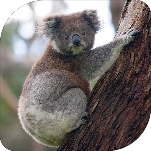 Koala Bear Sounds 音樂 App LOGO-APP開箱王