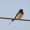 Barn Swallow 家燕