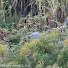 Iberian Azure-winged Magpie