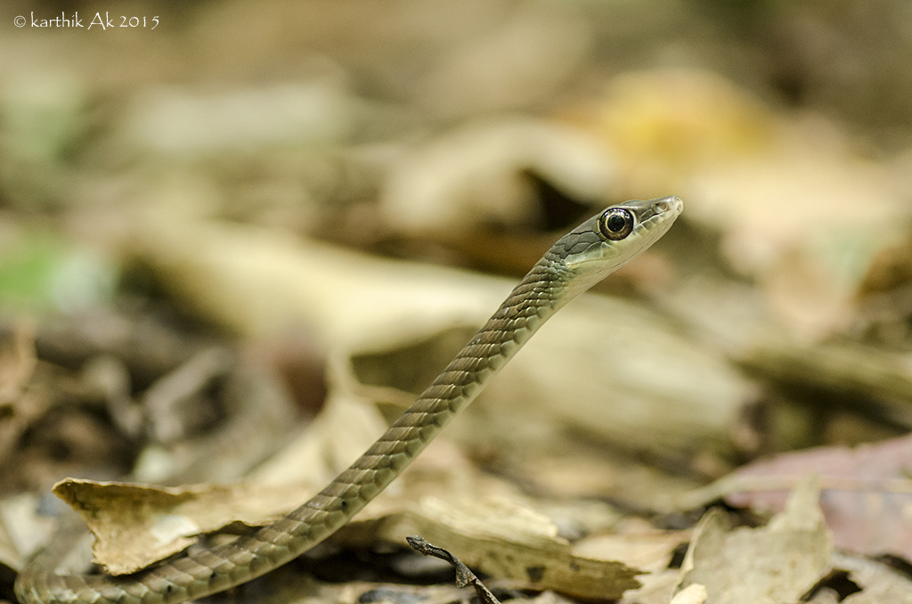 Southern Bronzeback/Large-eyed Bronzeback tree snake