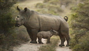 Thandi the rhino with her second calf since she was attacked by poachers.