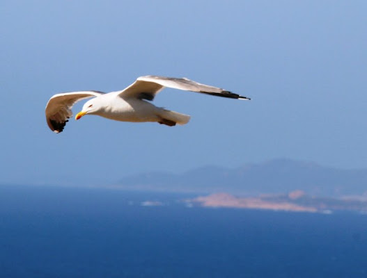 In volo su Castelsardo di lalla_c