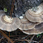 Trametes lactinea