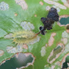 Tortoise Beetle Larva with fecal shield