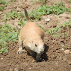 Black-Tailed Prairie Dog