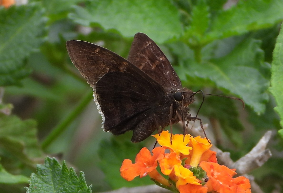 Coyote cloudywing