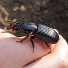 Eastern Bess Beetle