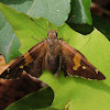 Silver-spotted skipper