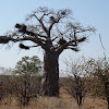 Baobab