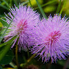 Sensitive plant, Sleepy plant, Action plant, Touch-me-not, Shameplant