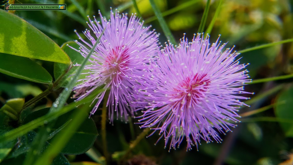 Sensitive plant, Sleepy plant, Action plant, Touch-me-not, Shameplant